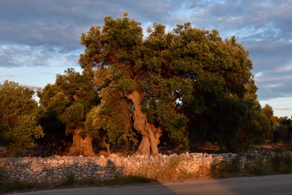 olive tree in ostuni