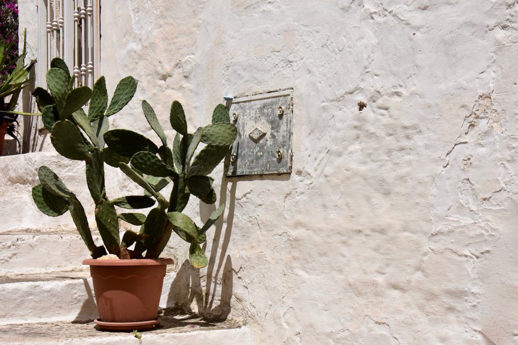 cactus in ostuni