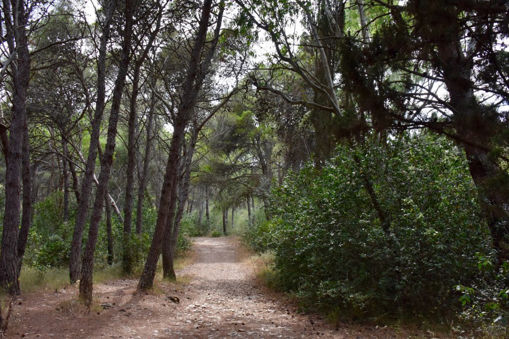 pine forest in Salento 