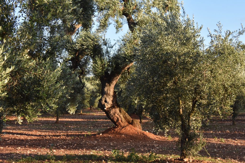 olive tree in Puglia