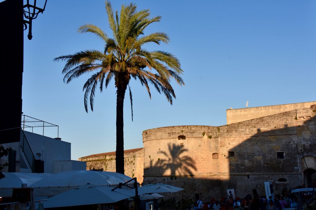 palm tree in otranto